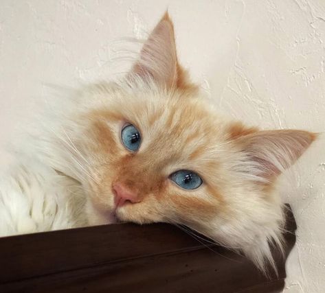 80 Blue-Eyed Cat Names Cats With Unique Eyes, Blue Eye Cat, Blond Cat, Cats With Blue Eyes, Cat Names Unique, Blue Eyes Cat, Blue Eyed Cat, Yellow Kittens, Cat Noises