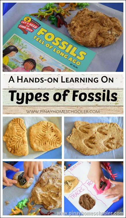 Fossils 3rd Grade, Fossil Lessons 3rd Grade, Ideas For Science Fair, Fossils Lesson, Types Of Fossils, Fossils Activities, Dinosaurs Preschool, 1st Grade Science, Third Grade Science