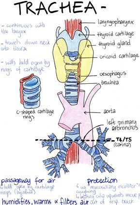 Trachea Anatomy, Pharynx Anatomy, Larynx Anatomy, Medical Biology, Lungs Anatomy, Medical Terminology Study, Studie Hacks, Gross Anatomy, Human Psychology