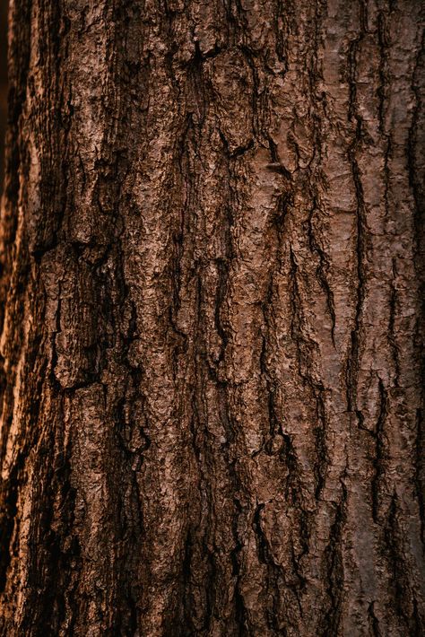 Blogtober 25 - NaNoWriMo: Seven permissions I’m giving myself while writing my rough draft Tree Bark Texture, Tree Textures, Rough Draft, Affinity Photo, Photo Texture, Wooden Texture, Brown Wallpaper, 3d Texture, Wood Tree