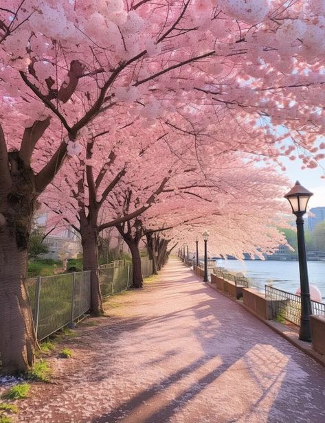 Aesthetic Artsy, Go For A Walk, Sakura Tree, Scenery Pictures, Pretty Landscapes, Japan Aesthetic, Aesthetic Japan, Spring Aesthetic, Cherry Blossom Tree