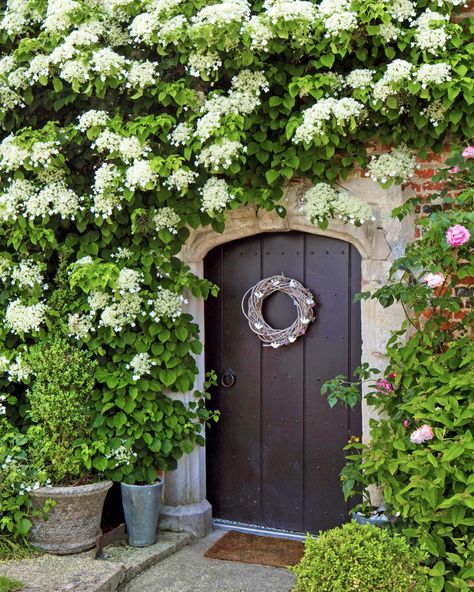 Climbing Hydrangea- Common Problems Solved and Care Explained - TheArches Hydrangea Vine, Hydrangea Petiolaris, Small House Garden, Companion Planting Vegetables, Types Of Hydrangeas, Panicle Hydrangea, Tree Seedlings, Climbing Hydrangea, Herb Containers