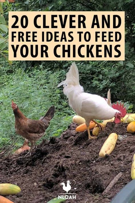 Trellis Chicken Coop, Chicken Feed Diy, Chickens Backyard Breeds, What To Feed Chickens, Chicken Tips, Food For Chickens, Cute Chicken Coops, Chicken Coop Garden, Chicken Barn