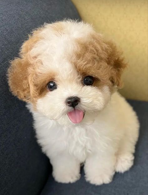 Cute Fluffy Puppies, Cute Fluffy Dogs, Cute Small Dogs, Cute Dogs Images, Very Cute Puppies, Super Cute Puppies, Fluffy Puppies, Cute Small Animals, 강아지 그림