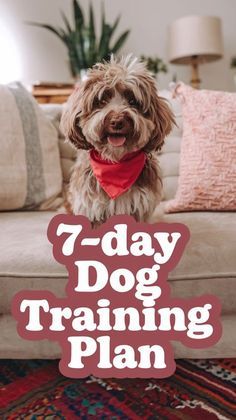 What To Train Your Puppy First, Puppy Sleep Schedule, Housebreaking A Puppy, Introducing Puppy To Dog, 1st Time Dog Owner, How To Train Your Puppy, Puppy Socialization Checklist, First Time Dog Owner Checklist, New Puppy Essentials