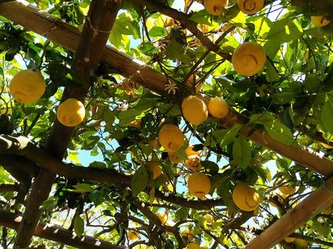 Procida Italy, Lemon Trees, Succulent Landscaping, Bee Boxes, Tree Saw, Lemon Tree, Beautiful Candles, Wow Products, Amazing Food