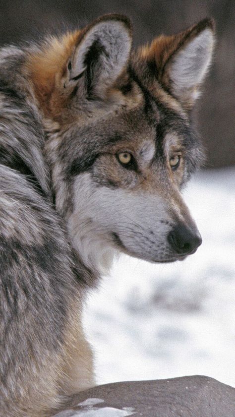 STOP KILLING WOLVES ! Wolf Poses, Regard Animal, Wolf World, Snow Wolf, Wolf Images, Wolf Photography, Wolf Photos, Wolf Spirit Animal, Wolf Love