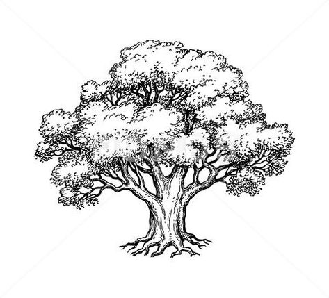 Stock illustration: Ink sketch of oak tree. Hand drawn vector illustration isolated on white background. Retro style..  3.3 MB. -1 x -1. From $10. Royalty free vector, graphic, illustration. Download ... Oak Tree Drawings, Tree Drawing Simple, Tree Drawings Pencil, Background Retro, Tree Sketches, Ticket Invitation, Hand Drawn Vector Illustrations, Nature Drawing, Tree Illustration