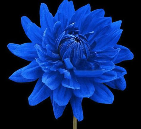 Rare Blue Dahlia Seeds Garden Flower Seeds 100 Seeds Blue Dahlia Flower, Blue Dahlia, Gladioli, Hot Kiss, Blue Garden, Dahlia Flower, Arte Floral, All Flowers, Exotic Flowers