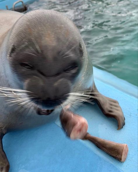 Tokkari Center Seals, Ringed Seal, Funny Seals, Cutest Animals On Earth, Cute Seals, Baby Seal, A Seal, Fandom Funny, Silly Animals