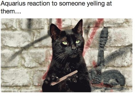 aquarius reaction to someone yelling at them..and an added are you done yet Demotivational Posters, Age Of Aquarius, Aquarius Facts, Pisces Facts, Katniss Everdeen, Mockingjay, Gym Humor, Pisces Zodiac, Workout Humor