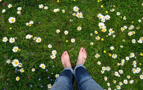 The perfect green lawn requires waters, chemicals, and frequent mowing. Learn about sustainable alternative lawns that require less water and maintenance. Biodiverse Yard, Alternative Lawns, Lawn Free Yard, Environment Awareness, Ground Cover Seeds, Clover Lawn, Lawn Problems, Grass Species, Clover Seed