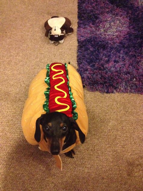 Every Weiner needs a hot dog costume! Hot Dog Suit, Hot Dog Costume, Hotdog Costume, Dog Suit, Dog Needs, Weenie Dogs, Dog Costume, Weiner Dog, Wiener Dog