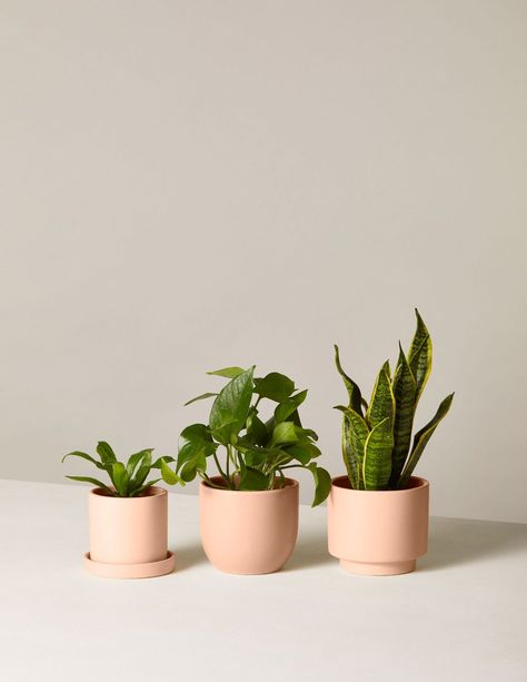 Indoor Plants Pet Friendly, Pet Friendly House Plants, Cat Friendly Plants, Plants Pet Friendly, Plant Care Houseplant, Low Light Plants, Plant Decor Indoor, Plant Aesthetic, House Plants Decor