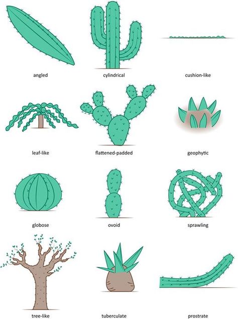 Invasive Species, Plant Lady, Cacti And Succulents, Horticulture, Cactus Plants, The Family, Cactus, Sense, Science