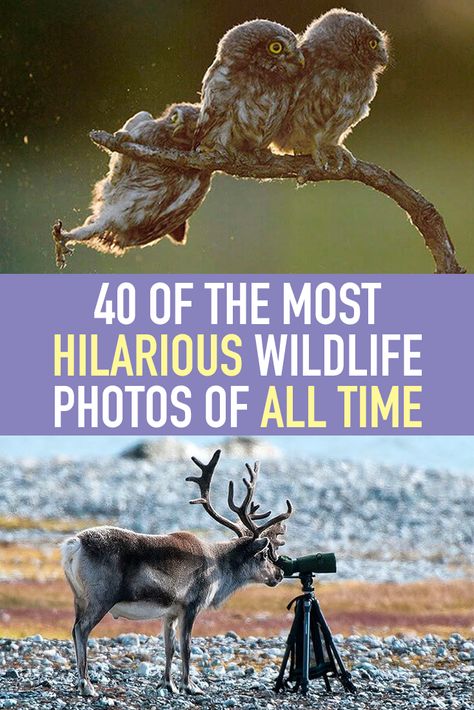 While nature photography almost always helps us take in the stark beauty of the world, it’s always so, so serious, but that’s not always the case. Animals can have fun too! These hilarious wildlife photos from the Comedy Wildlife Photography Awards show us nature’s major sense of humor (and trust us, she’s a real knee-slapper!). Humour, Cool Pictures Of Nature Amazing Photos, Owl Photos Wildlife Photography, Cute Animal Pictures Photography, Cute Baby Animals Pictures, Animal Pictures Photography, Amazing Nature Photography Real, Animals Beautiful Amazing Photos, Humor Funny Pictures Life