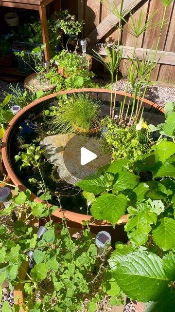 Container Pond With Fish, Pond In A Pot, Container Pond, Mini Pond, Fish Pond Gardens, Patio Pond, Diy Pond, Diy Garden Fountains, Epoxy Paint