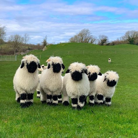 Blacknose Sheep, Valais Blacknose, Valais Blacknose Sheep, Sheep Breeds, Baby Sheep, Shaun The Sheep, Sheep And Lamb, Cute Sheep, Fluffy Animals