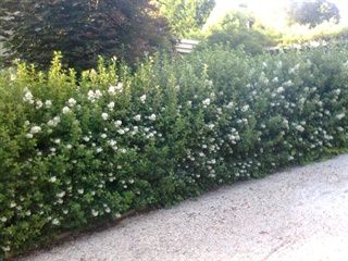 Escallonia look when pruned Hedging Ideas, Coastal Planting, Escallonia Hedge, Fence Gardens, Privacy Hedges, Cottage Patio, Hedge Plants, Evergreen Hedge, Garden Hedges