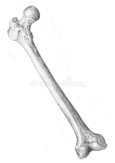 Bone Drawing Aesthetic, Leg Bones Drawing, Human Bones Drawing, Bone Drawings Simple, Bone Art Drawing, Bones Drawings, Bone Sketch, Bones Sketch, Femur Bone Drawing