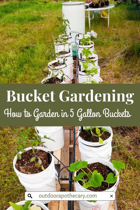 A vibrant bucket garden on a wooden platform. The buckets are filled with a variety of plants, highlighting the potential of small space gardening. Bucket Garden Ideas, Bucket Gardening 5 Gallon, Bucket Garden, Start A Garden, Small City Garden, Bucket Planters, Bucket Gardening, Thriving Garden, Gardening 101