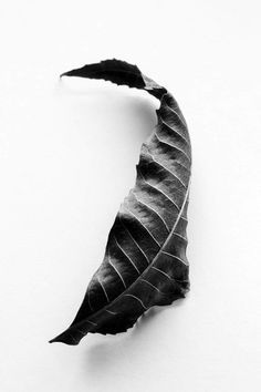 Black Walnut Tree, Leaf Photography, Visual Elements, Walnut Tree, Geometric Shapes Art, Botanical Leaves, No Rain No Flowers, Still Life Photos, Black And White Photograph