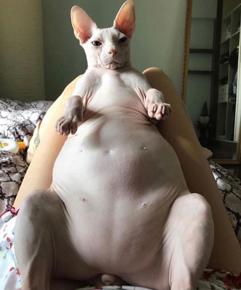 Naked Animals Funny, Naked Cats Cute, Hairless Cat Aesthetic, Fat Hairless Cat, Ugly Cats, Fat Cats Funny, Naked Cat, Cute Hairless Cat, Silly Cars