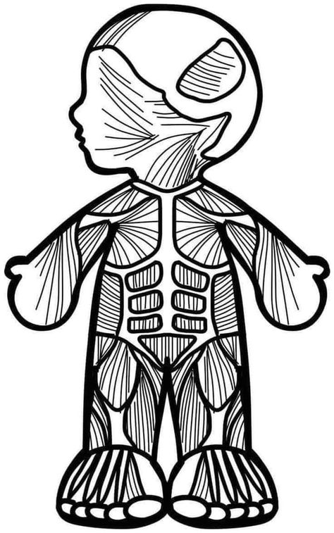 Body Image Activities, Science Tools Activities, 2nd Grade Crafts, Human Body Projects, Melonheadz Clipart, Human Body Activities, Science Clipart, Human Body Organs, Muscular System