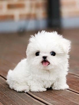 5 Cutest Teacup puppies you have ever seen | The Pet's Planet Teacup Puppy, Cute Teacup Puppies, Cutest Puppy Ever, Tiny Puppies, Cute Little Puppies, Teacup Puppies, Airedale Terrier, White Dog, Cute Dogs And Puppies