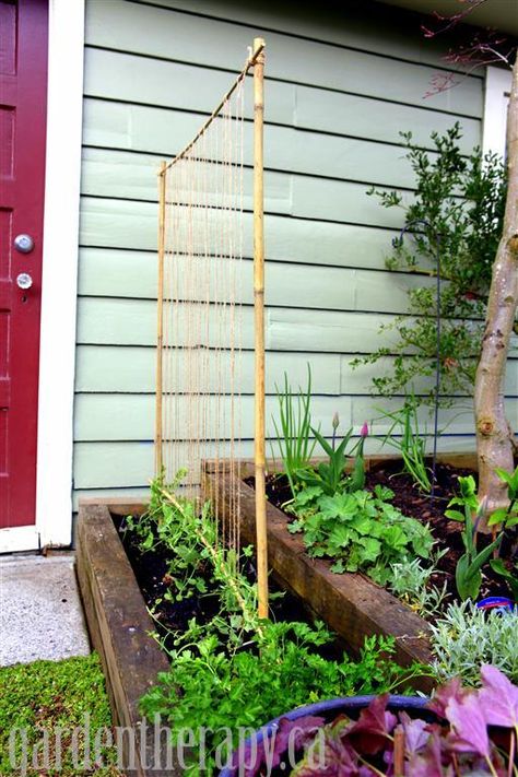 Peas! Cucumbers Trellis, Pea Trellis, Diy Garden Trellis, Trellis Ideas, Garden Therapy, Bamboo Trellis, Outdoor Trellis, Diy Trellis, Garden Vines