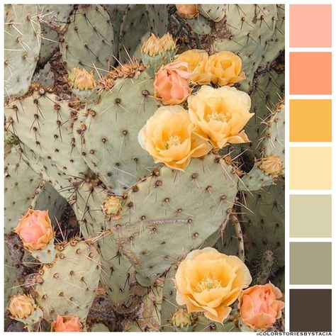 Cactus Flower 🌵🌼⁠ 📷: @ropethemoon Cactus Color Scheme, Desert Flower Color Palette, Prickly Pear Color Palette, Cactus Color Palette, Stitch Palettes, Desert Color Palette, Cactus Blossom, Cactus Blossoms, Desert Colors