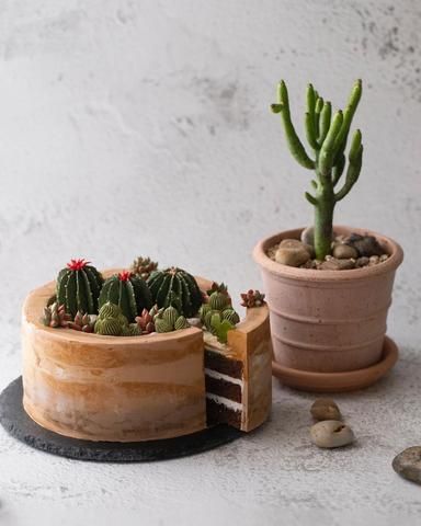 Plant Cakes Ideas, Cactus Wedding Cake, Cactus Cakes, Cactus Cupcakes, Succulent Cake, Cactus Cake, 40th Cake, Vintage Birthday Cakes, American Cake