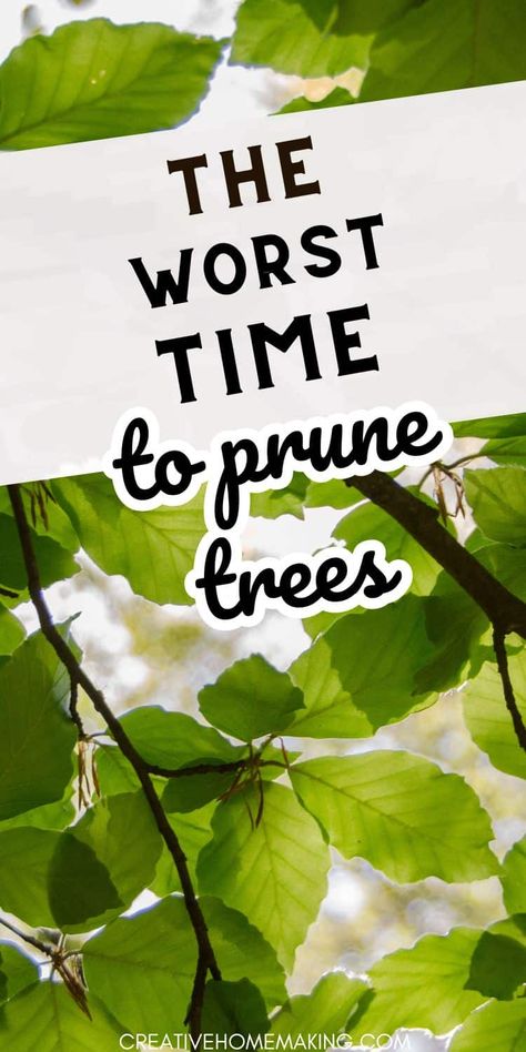 Are you planning to prune your trees soon? Make sure you know the risks of pruning at the wrong time of year. Discover the worst time to prune trees and how to prevent damage to your beloved trees. Pruning Trees How To, Weeping Mulberry Tree, Red Maple Tree, Poplar Tree, Sycamore Tree, Garden Growing, Walnut Tree, Tree Pruning, Tree Removal