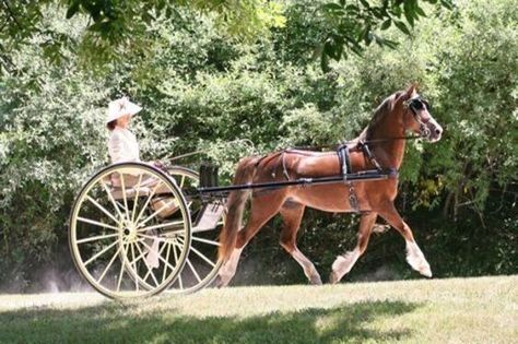 Horse With Carriage, Equine Stables, Horse Driving, Welsh Ponies, Driving Horses, Kentucky Horse Park, Horse Coat Colors, Horse Story, Carriage Driving