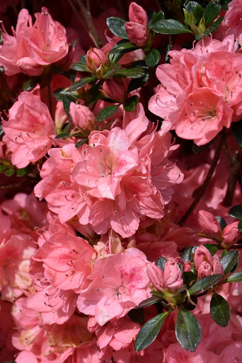 Azalea Color, Landscape Nursery, Harrisburg Pennsylvania, Azalea Flower, Pink Azaleas, Flower Therapy, Balloon Flowers, Evergreen Shrubs, Pretty Plants