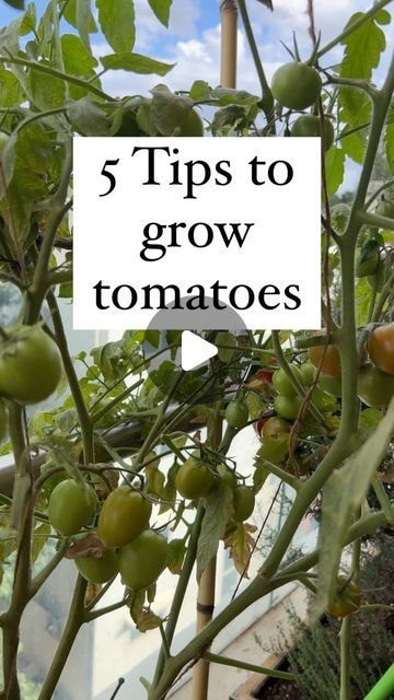 Aditi Rai Dastidar on Instagram: "I have already done a reel on how to grow tomatoes. Since this is the best time to grow tomatoes, I thought I will share some important tips on growing tomatoes. Please follow the other usual steps like watering regularly and fertilising every two weeks. 

#organicterracegarden #organicterracegardening #organicgardening #organicfood #pesticidefree #vegetablegarden #vegetablegardening #organicgardening #farmtofork #farmtotable #farmtoplate #farmtokitchen #organicfood #homegarden #organicproducts #gardening #gardeninglife #urbanfarmer #methi #fenugreek #leafyvegetables #tiktok #wintervegetables #winters #easytogrow #tiktok #trendingreels" How To Plant A Tomato Plant, Tomato Garden Ideas, Tomato Plants Growing Tips, Fruits To Grow, Veggie Beds, Tomatoes Growing, How To Grow Tomatoes, Tomato Growing, Companion Gardening