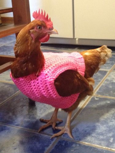 Chicken Outfit, Chicken Aesthetic, Chicken Clothes, Chicken Saddle, Chicken Sweater, Chicken Drawing, Chicken Hats, Fancy Chickens, Beautiful Chickens