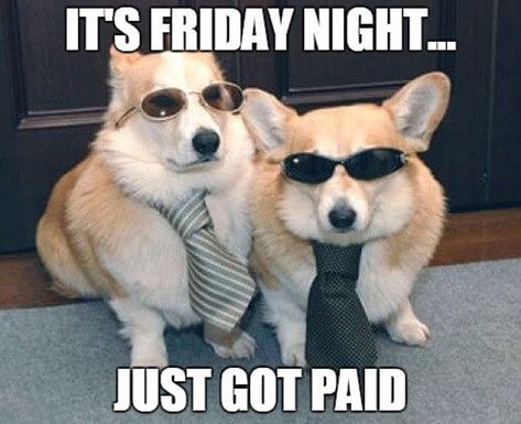 YESSSSS! It's #payday! #worklife #career #workmemes Two Corgis, Dressed Up Dogs, Corgi Dogs, Pembroke Welsh Corgi, Corgi Dog, Welsh Corgi, Funny Animal Pictures, On The Floor, Funny Animal