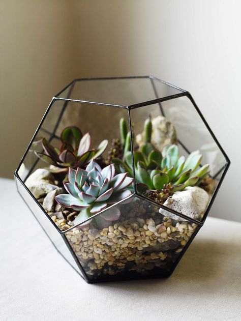 Kaktus Dan Sukulen, Tanaman Pot, نباتات منزلية, Types Of Succulents, Decoration Plante, Succulents Indoor, Terraria, Succulent Terrarium, Cactus Y Suculentas