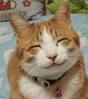 Gatos Cool, Smiling Animals, Funny Cat Faces, Cute Cat Face, Smiling Cat, Cat Odor, Image Chat, Funny Cute Cats, Cute Kittens