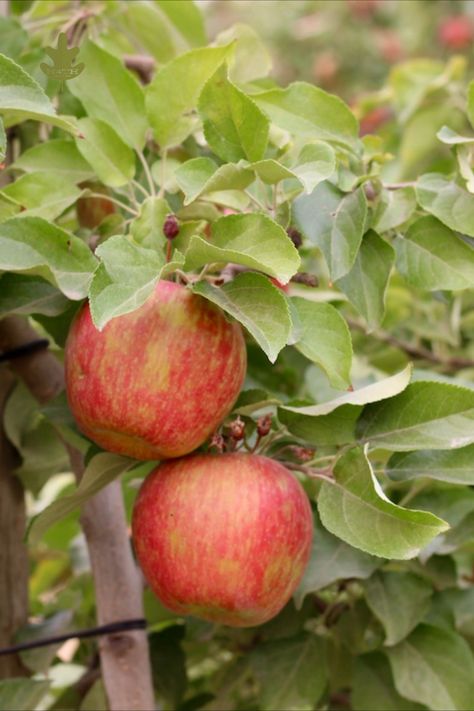 Honey Crisp, Honey Crisp Apple, Honeycrisp Apple, Honey Crisp Apple Tree, When To Harvest Apples, Heirloom Apples, Apple Trees Aesthetic, Honeycrisp Apple Tree, Apple Tree From Seed