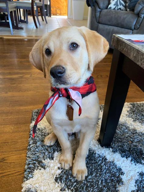 Bretton the Yellow Labrador Retriever ~ DogPerDay ~ Cute puppy pictures, dog photos, cute videos, holistic pet care Holistic Pet Care, Cute Videos, Yellow Labrador Retriever, Cute Puppy Pictures, Retriever Puppies, Labrador Retriever Puppies, Yellow Labrador, Puppy Names, Yellow Lab