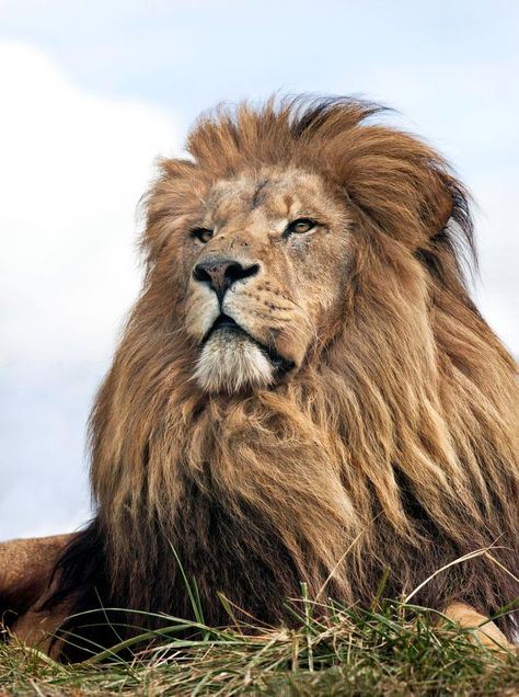 Proud Lion Bio Diversity, Lion Images, Lion Pictures, African Lion, Majestic Animals, Cheetahs, Lion Of Judah, Large Cats, A Lion