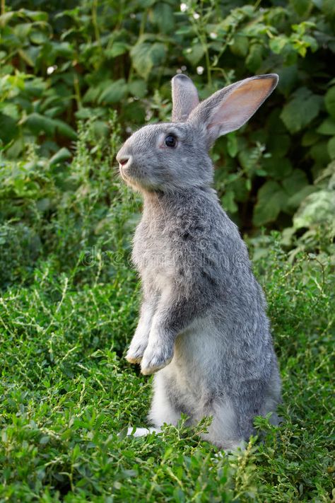 Cautiousness. Image of cautious rabbit standing in green grass in summer , #sponsored, #cautious, #rabbit, #Cautiousness, #Image, #grass #ad Rabbit Standing, Bunny Images, Rabbit Run, Watership Down, Dawn And Dusk, Pet Rabbit, Green Grass, Lawn Care, Woodland Animals