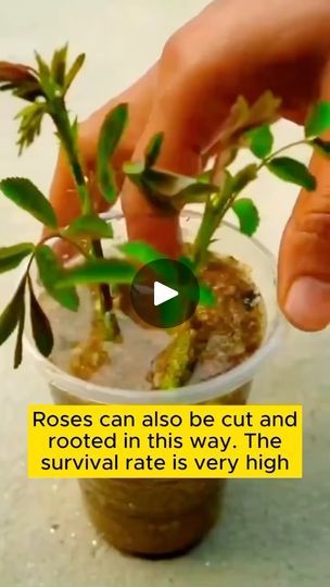 22K reactions · 9.8K shares | Hack to propagate Roses 🌹 

#roses #rosas #hacks #plants #jardin #garden | Of The Sea Gardens | oftheseagardens · Original audio How To Plant Roses From Stems, How To Plant Roses, Diy Propagation, Propagate Roses, Planting Food, Propagating Roses, Propagate Plants, Rooting Roses, Grow Avocado