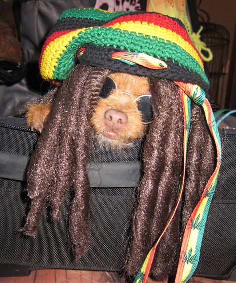 Rasta Bob Marley Jamaica dreads wig cute dog costume Rasta Aesthetics, Rasta Dog, Dog Wigs Funny, Dread Wig, Cute Dog Costumes, Jamaica Memes Funny, Jamaican Memes Funny, Dog Costume, Dog Costumes