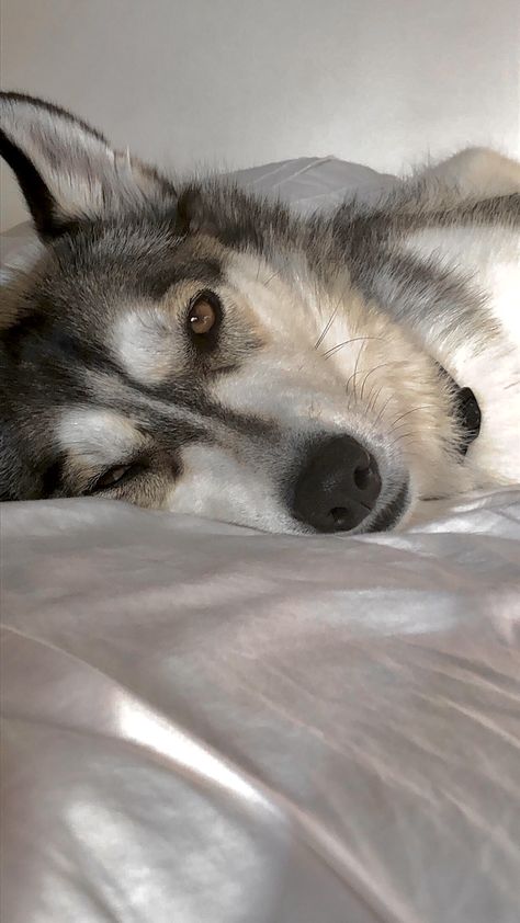 Doggo Aesthetic, Husky Aesthetic, Husky Photography, Grey Husky, Christmas Husky, Dog Snapchats, Gifts Amazon, Cute Husky, Gifts For Her Birthday