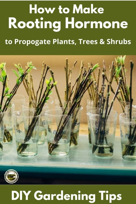 Rooting Hormone Diy, Log Planter Ideas, Rooting Plants, Willow Water, Propagate Plants, Frugal Gardening, Willow Garden, Log Planter, Growing Fruit Trees