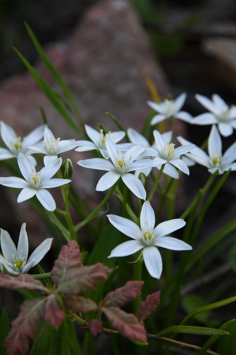 Flower White Petal, #Flower, #Petal, #White Star Of Bethlehem Flower, Wild Flowers Uk, Pale Elf, White Wild Flowers, Patriotic Porch, Plant Types, Paradise Garden, Flower Alphabet, Flower Meanings