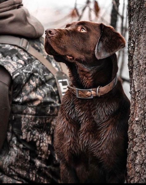 Labs Hunting, Duck Hunting Dogs, Hunting Photography, Hunting Pictures, Hunting Life, Hunting Dog, Bird Dogs, Water Dog, Duck Hunting